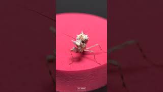 Baby Flower Mantis Chlidonoptera lestoni Posing tillspring mantis cute flower [upl. by Adnaerb423]