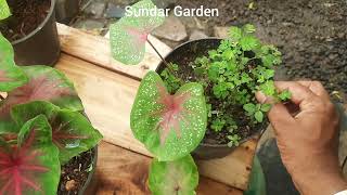 How to Grow caladium Plant in tamil gardeningtips waterlilly rabbit bunnies [upl. by Nichani]