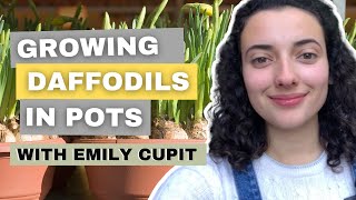 How To Grow Stunning Daffodils In Containers [upl. by Ycnaffit]