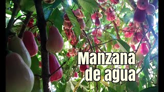 EP22 La manzana de agua o pomarrosa y su espectacular floración Explorando las frutas del trópico [upl. by Tesil]