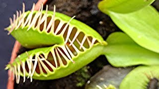 Weird Mutant Venus Flytrap plant Dionaea muscipula  Venus fly trap [upl. by Galvan]