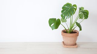 Plant Care Basics With The Plant Doctor [upl. by Aderfla]