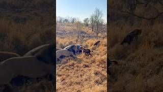 😱Lion Kills Hyena Over Hippo tourism wildlife africansafari africantourism africanfolktale [upl. by Nasar]