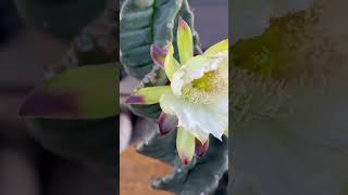 Spiralis cactus is blooming cactus flower cactus [upl. by Ballinger]