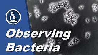 How to see BACTERIA with a microscope  Amateur Science [upl. by Arekahs]