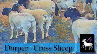 Dorper Cross Sheep  Crider Farms Interview [upl. by Adamson935]