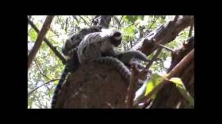 Common Marmosets in the Wild [upl. by Cleaves]