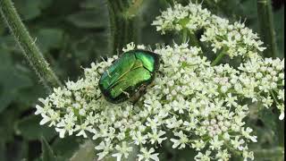 Rose Chafer [upl. by Yaned]