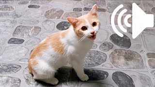 FEMALE CAT IN HEAT MEOWING MATE CALLING  PRANK YOUR PET [upl. by Juana]