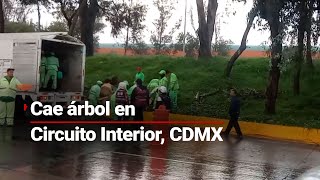 ENVIVO  Cae árbol sobre la avenida Río Churubusco en CDMX un auto resultó afectado [upl. by Muirhead]