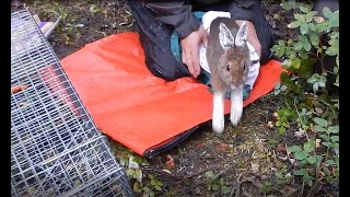 Live Trapping Snowshoe Hares in the Brooks Range Accessible [upl. by Ennagroeg582]