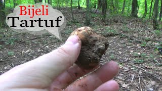 Bijeli Tartuf  Bogat Sam   Tuber Magnatum [upl. by Meadow]