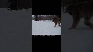 Yukon Wildlife  Lynx trailed by Northern Canines wolves [upl. by Aihcrop]