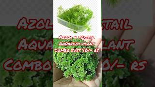 Aquatic plants 🌱 Azola and foxtail combo very cheap price ‼️ [upl. by Mendoza]