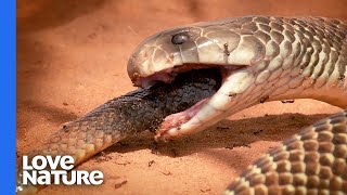 A Mulga Snake Is A Snake’s Worst Nightmare [upl. by Pelletier893]