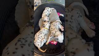 Dalmatian dog cute dalmatian puppies 101 dalmatian puppies [upl. by Drona]