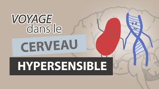 Comment fonctionne le CERVEAU dun HYPERSENSIBLE [upl. by Shatzer]