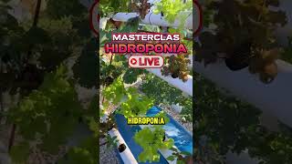 Aprende hidroponia paso a paso cultivarencasa jardin cultivaencasa plantas hidroponía [upl. by Paehpos]