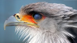 Secretary Bird  Birds histrology [upl. by Telford]