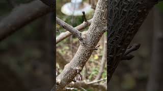 Pruning an apricot tree 🌳 ✂️ sharppruners urbanhomesteading [upl. by Sivek]