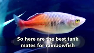 Rainbowfish tank mates  what fish can you have with rainbow fish rainbowfish compatible tank mates [upl. by Chew]