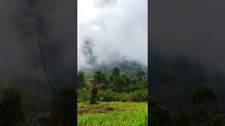 Pachai Kiligal Tholadu whatsappstatus nature shortfeed love flowers shortsvideo travel [upl. by Eirahcaz]