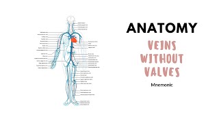 Veins without valves  Anatomy mnemonic [upl. by Heeley]