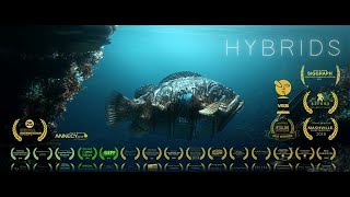 HYBRIDS  FILM [upl. by Beberg]