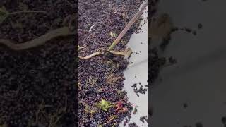 Snake got struck in grape juice making machine N4vision [upl. by Mutz]