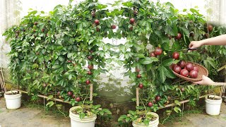 Method of growing passion fruit in containers for families without gardens [upl. by Nanis]