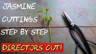 How to Propagate White Jasmine From Cuttings  DIRECTORS CUT [upl. by Mojgan]