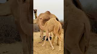 camells animals camel camelcamelcamel desertagriculture cute travelcamel desertfarming [upl. by Onivla]