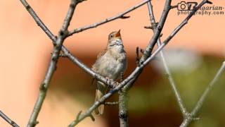 Common Nightingale Luscinia megarhynchos song and sounds [upl. by Ahsekyw]