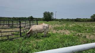 Texas Longhorns and the boyhood home of WW2 Hero and American Actor Audie Murphy [upl. by Hilliary]