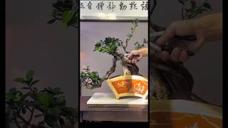 Bonsai Collection 🌲💥 034 bonsai bonsaitree shortvideo shorts art [upl. by Harvie]