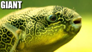 Giant Freshwater Pufferfish Facts MBU PUFFERFISH  Animal Fact Files [upl. by Akemet]