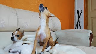 El increible aullido del perro chihuahua grabado en vivo Cabeza de venado chihuahua barking [upl. by Atinat664]