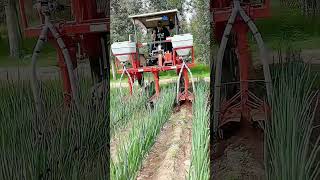 Soil loosening technology for green onion fields Good tools and machinery make the work easy [upl. by Kurys54]