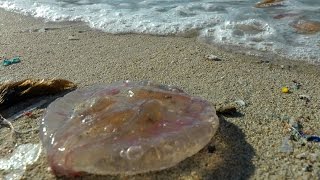 Spain Balearic Island Ibiza  west coast  dead stinging jellyfishes on beach of Cala Vadella [upl. by Veneaux319]