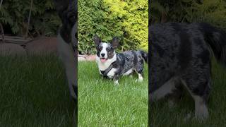 Arigatooo Corgi Morty says hello 👋 puppy dog dogvideo corgi doglovers dogtv happydogs [upl. by Maria21]