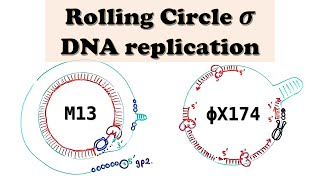 Rolling Circle DNA Replication and Amplification  Plasmids and Bacteriophages M13  PhiX174 [upl. by Allehcram]