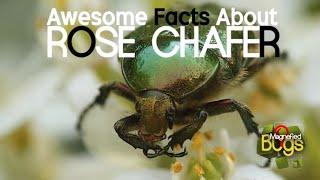 Amazing Facts About Rose Chafers  Magnified Bugs [upl. by Delila]