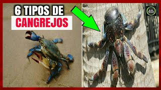 🦀6 Tipos de Cangrejos🦀Especies de cangrejos🐚 [upl. by Ammej]