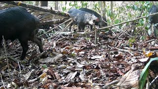 Animais ao vivo da floresta Amazônica [upl. by Norrek]