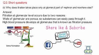 Why does filtration takes place only at glomeruli part of nephron and nowhere else [upl. by Llyrat215]