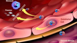 The Role of Angiotensin II in the Process of Atherosclerosis [upl. by Ecnatsnoc]