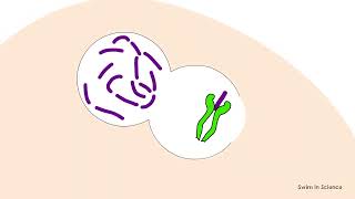 Antigen Processing and Presentation PART I MHC I Antigen Presentation pathway FLImmuno25 [upl. by Chang]