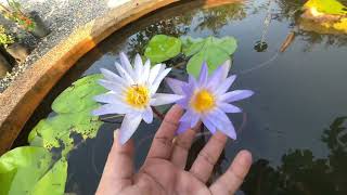 Nymphaea Micrantha บัวมิครันธา บัวต้องห้ามครับ [upl. by Nassah]