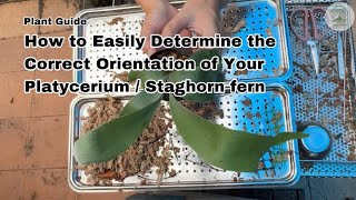 How to Easily Determine the Right Orientation of your Platycerium Staghorn Fern  Ep114 [upl. by Harberd520]