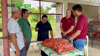 SHORTAGE at OVER SUPPLY ng ONION Buti pa ang ORDINARY FARMERS ALAM ang SOLUTION [upl. by Stuart]